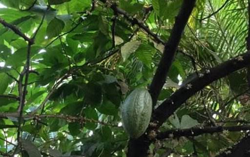 Cacao
